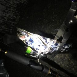 タチウオは好調